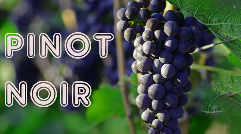 Nho Pinot Noir khó trồng và chăm sóc nhưng lại tạo ra những chai vang hảo hạng
